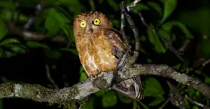 Madagascar Scops Owl, Madagascar.