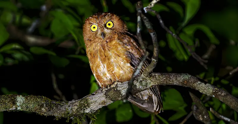 Madagascar Scops Owl, Madagascar.