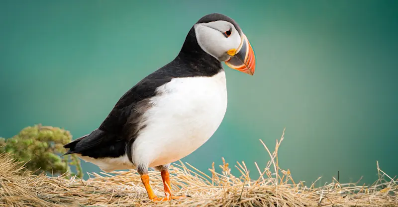 Atlantic puffin, Iceland
