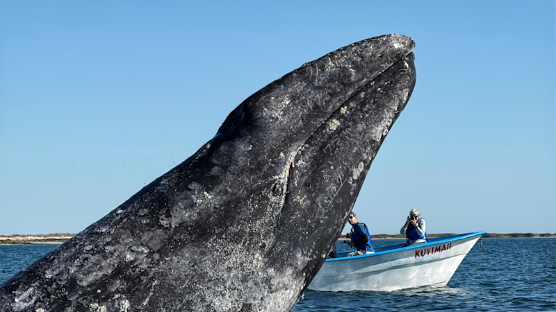 Nat Hab guests and gray whale, San Ignacio Lagoon, Baja, Mexico.