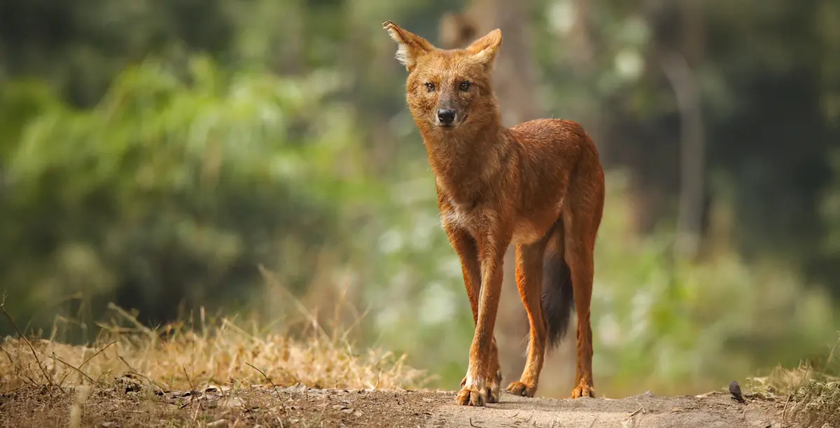 Dhole (Indian wild dog), Tadoba National Park, India.