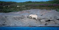 Polar bear, Churchill, Manitoba.