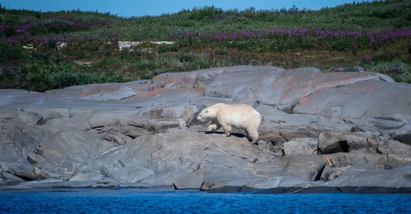 Polar bear, Churchill, Manitoba.
