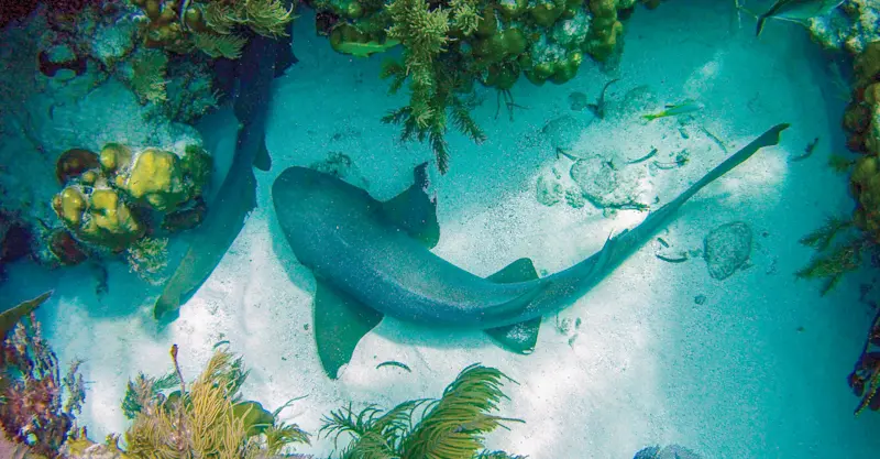 Sharks rest on the ocean floor, Belize.