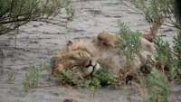 Spotting a lion on safari in Botswana.