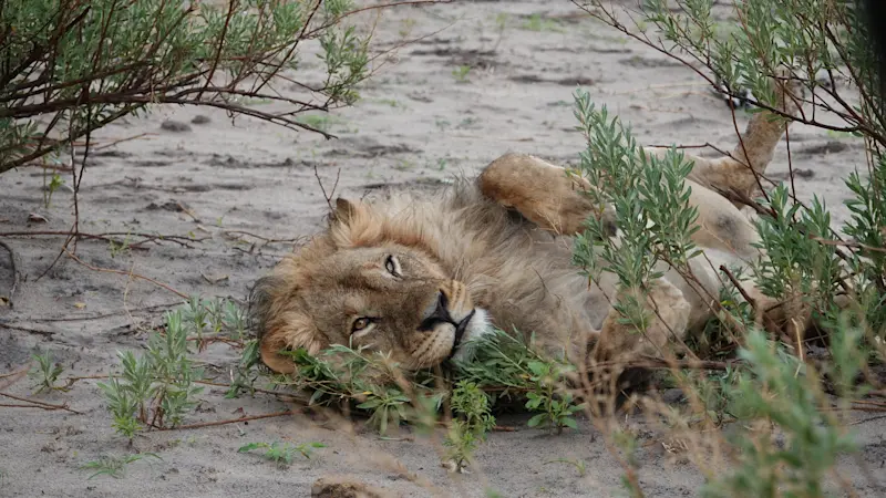 Spotting a lion on safari in Botswana.