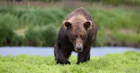Male brown bear, Alaska Grizzly Encounter: Kodiak to Katmai, Katmai National Park