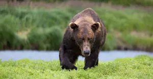 Male brown bear, Alaska Grizzly Encounter: Kodiak to Katmai, Katmai National Park