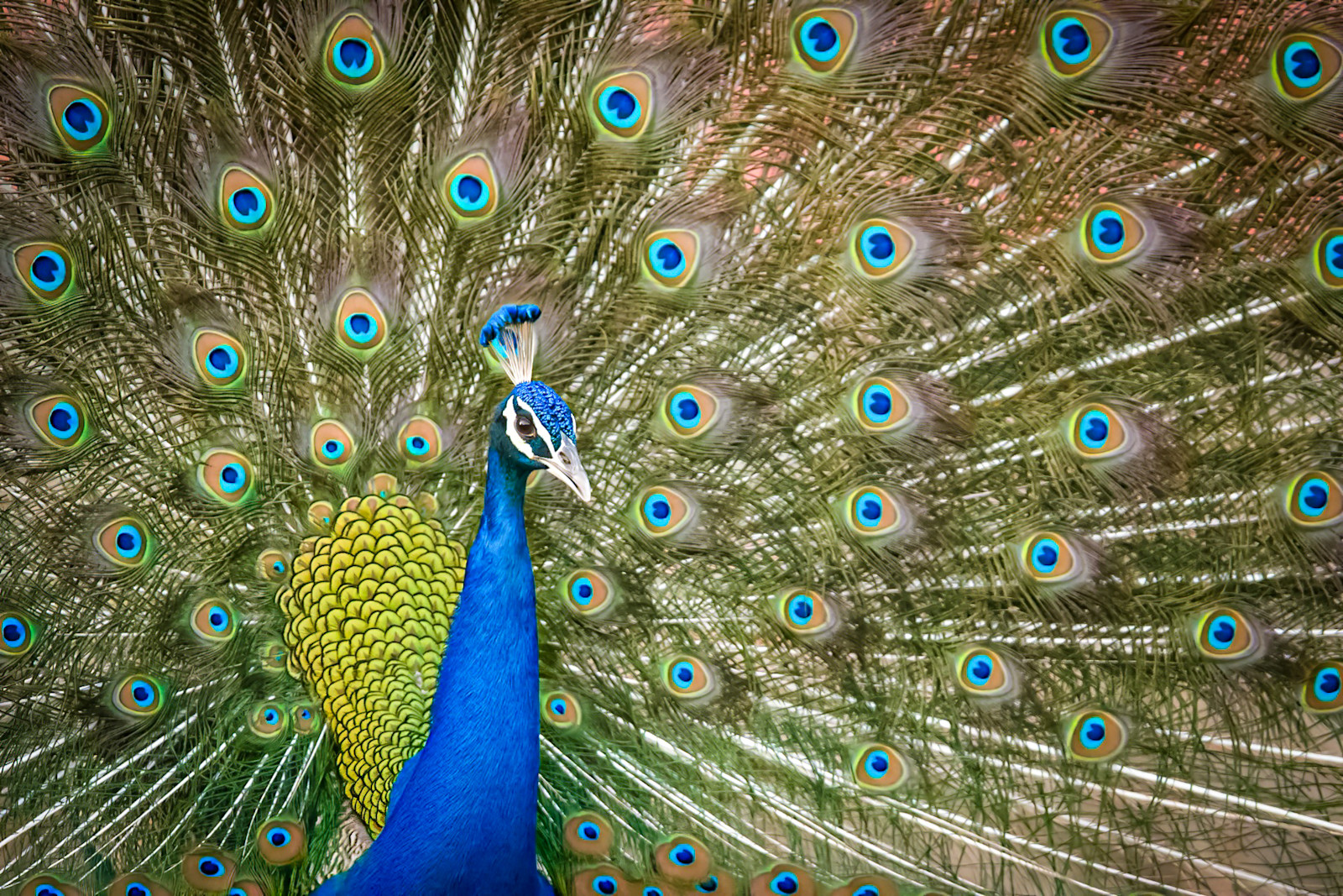 Peacock, Bandhavgarh National Park, India.