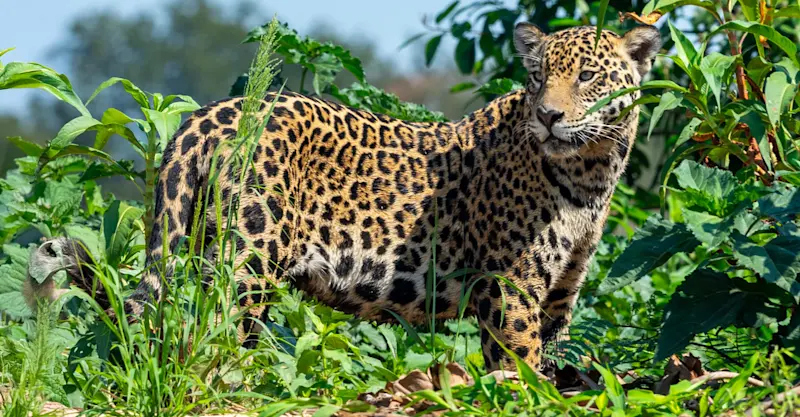 Jaguar, Pantanal, Brazil.
