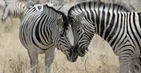 Plains zebras, Botswana.
