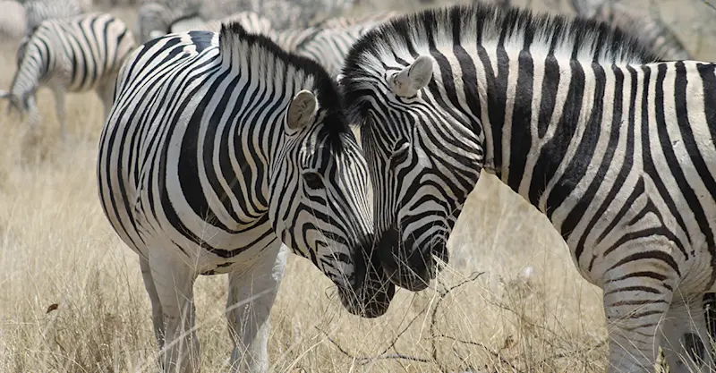 Plains zebras, Botswana.