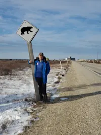 Polar bear crossing, on the look out in Churchill, Canada.