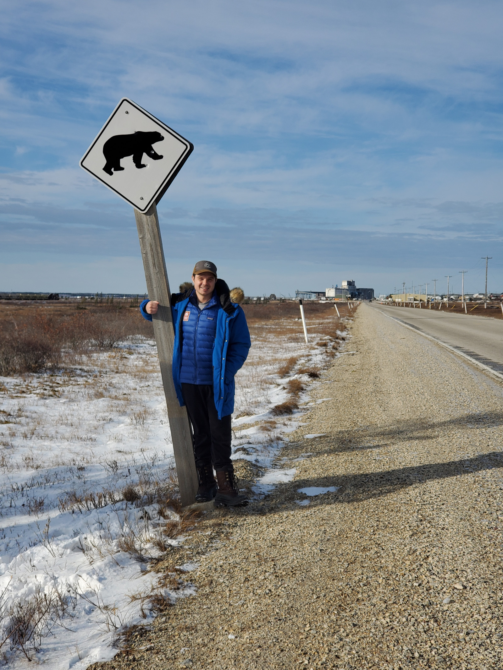 Polar bear crossing, on the look out in Churchill, Canada.