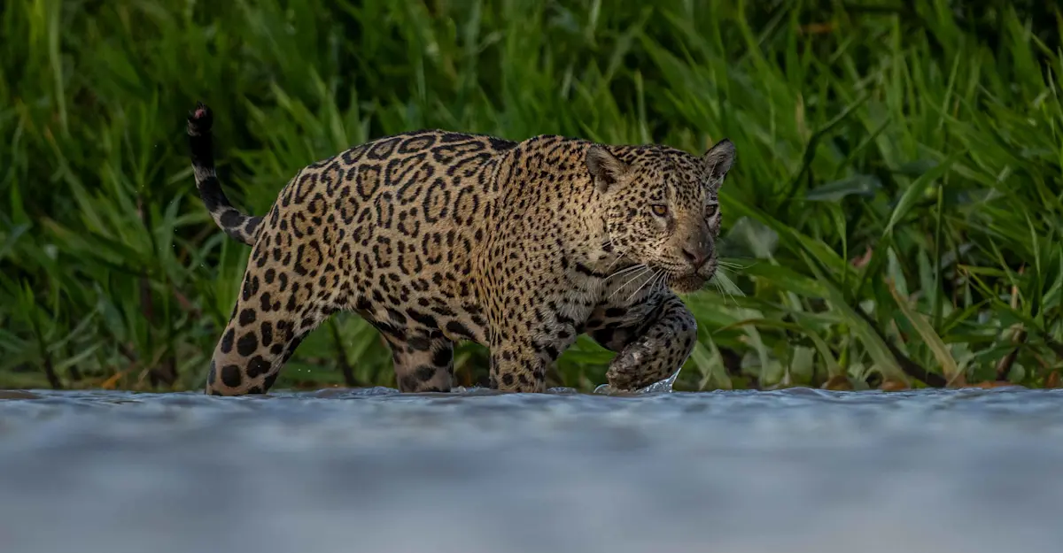 Jaguar, Pantanal, Brazil.