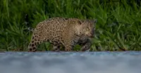 Jaguar, Pantanal, Brazil.