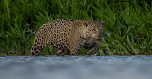 Jaguar, Pantanal, Brazil.