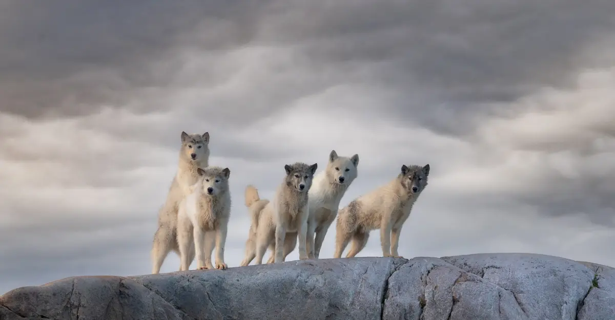 Sled dogs, Greenland.