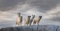 Sled dogs, Greenland