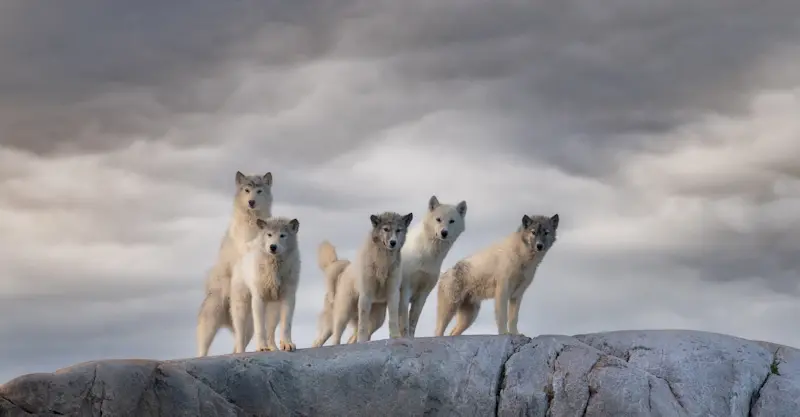 Sled dogs, Greenland