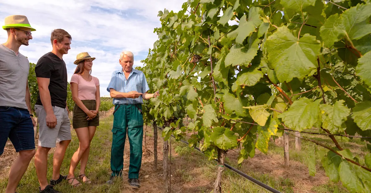 Vineyard visit