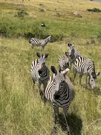Curious Zebras out in Kenya. 