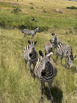Curious Zebras out in Kenya. 