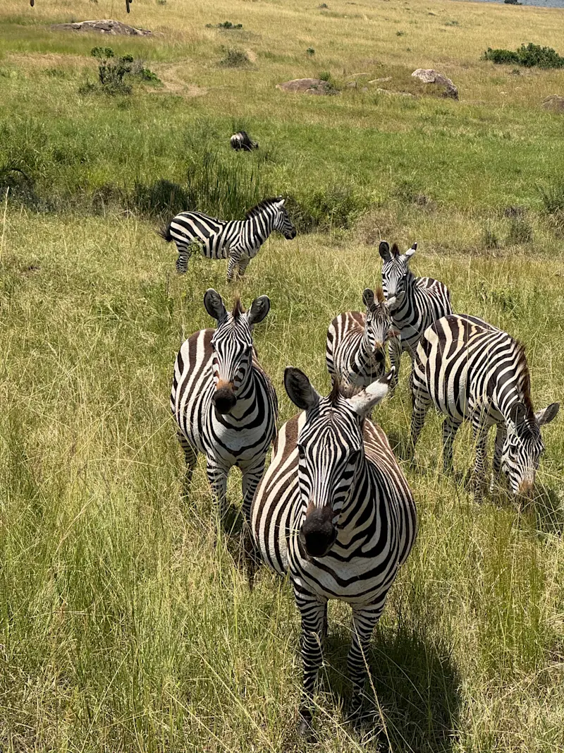Curious Zebras out in Kenya. 
