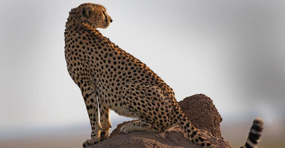 Cheetah, Maasai Mara National Reserve, Kenya.