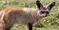 Bat-eared fox, Ngorongoro Crater, Tanzania.