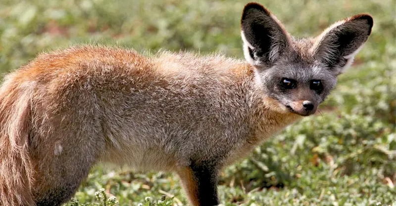 Bat-eared fox, Ngorongoro Crater, Tanzania.