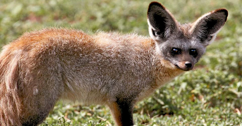 Bat-eared fox, Ngorongoro Crater, Tanzania.