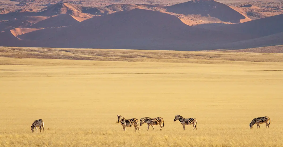 Plains zebras, Kulala, Namibia.