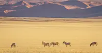 Plains zebras, Kulala, Namibia