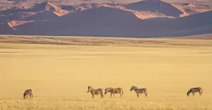 Plains zebras, Kulala, Namibia