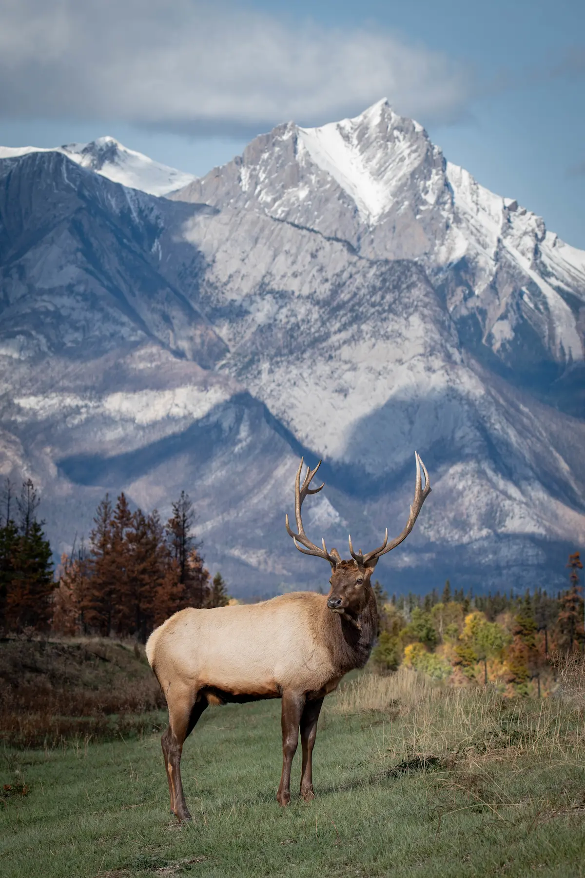 Elk.