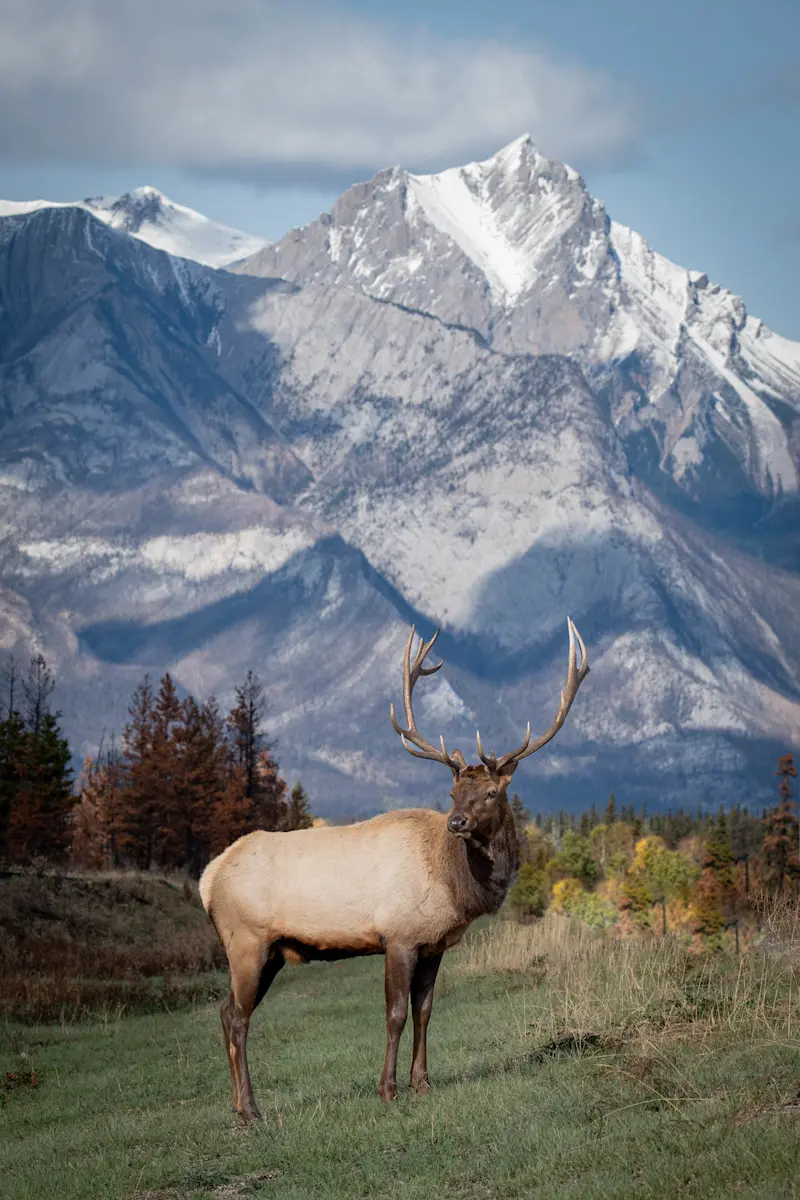 Elk