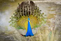 Peacock, Tadoba National Park, India.