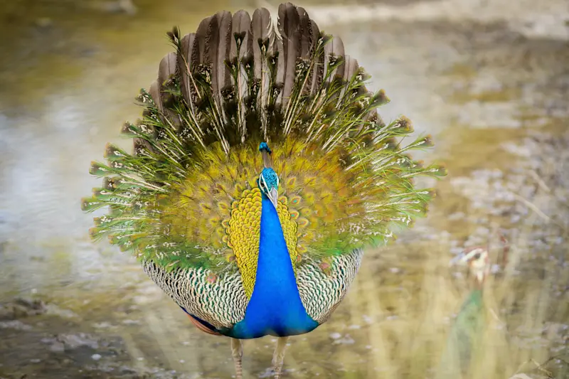 Peacock, Tadoba National Park, India.