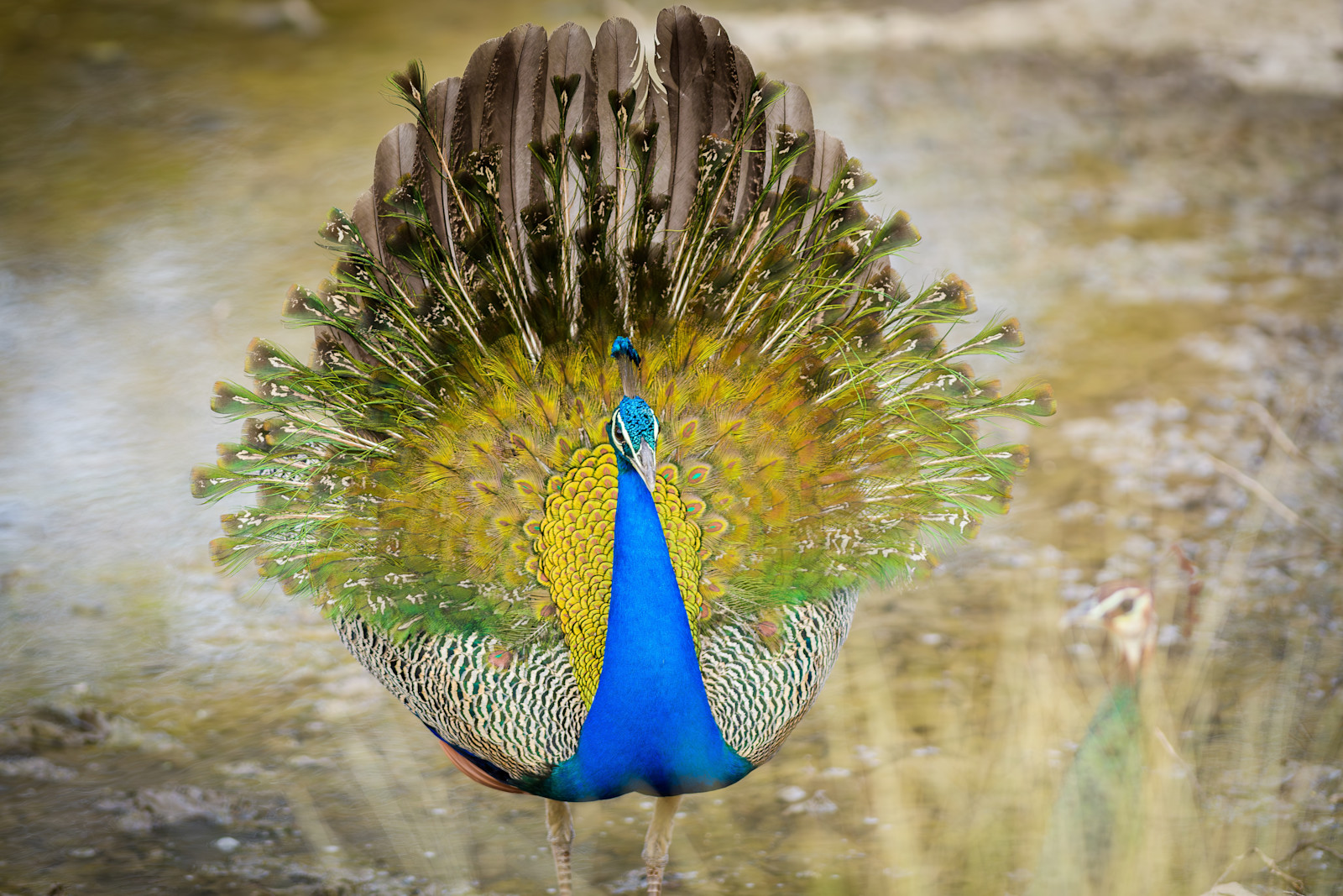 Peacock, Tadoba National Park, India.