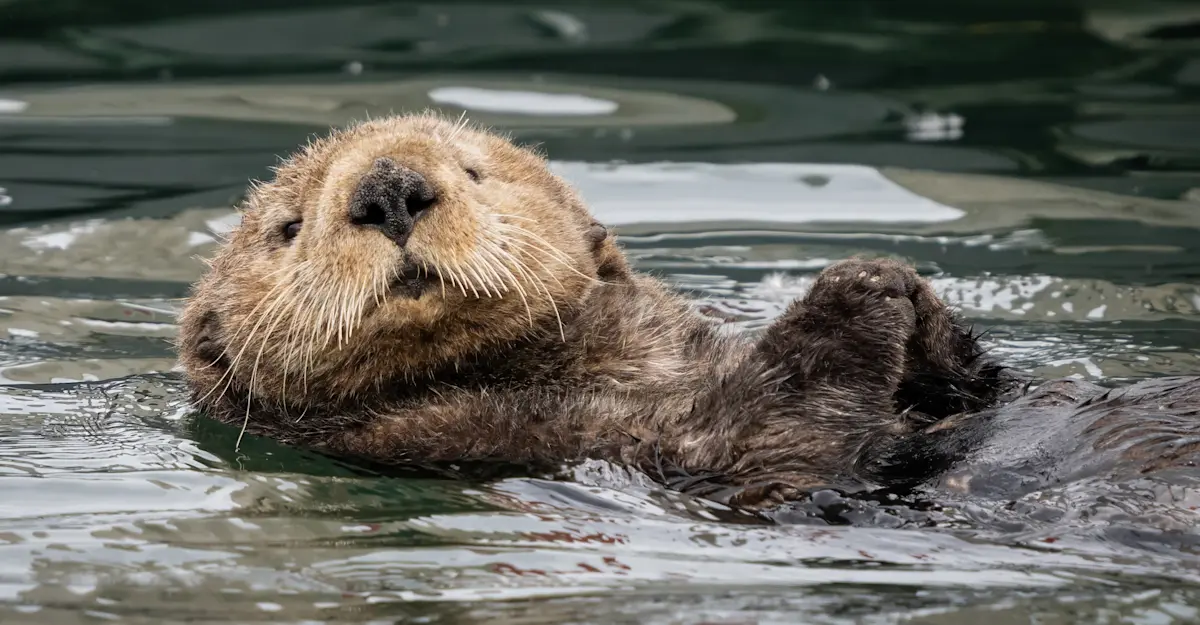 Sea otter, Katmai National Park & Preserve, Alaska.