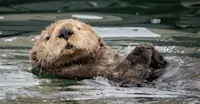 Sea otter, Katmai National Park & Preserve, Alaska.