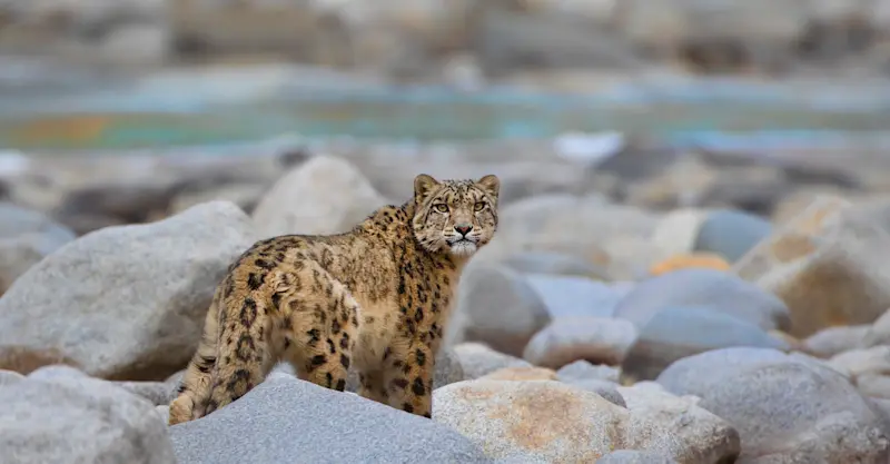 Snow Leopard, Indus River