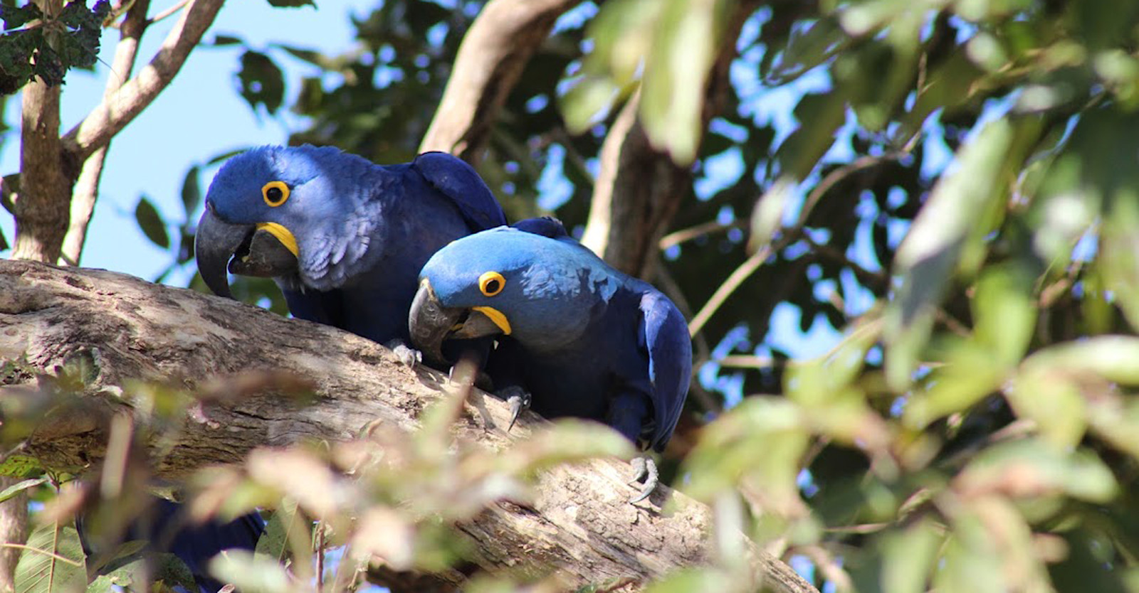 Hyacinth Macaws