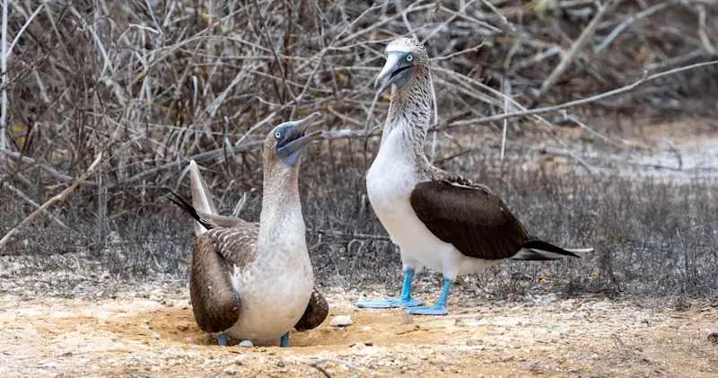 Blue-footed boobies, San Cristobal Island, Galapagos, Ecuador.