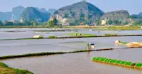 Rice fields, Ninh Binh, Vietnam.