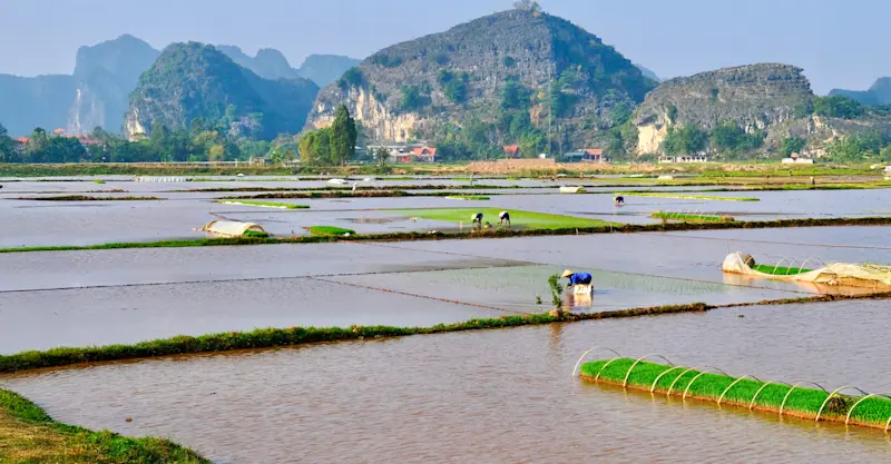 Rice fields, Ninh Binh, Vietnam.