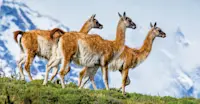 Guanacos, Torres del Paine National Park, Patagonia, Chile.