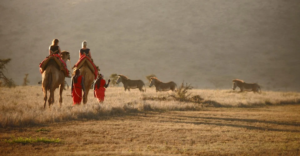 Camel safari, Grevy's zebra, Lewa Private Conservancy, Kenya.