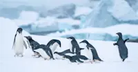 Adelie penguins, Antarctica.
